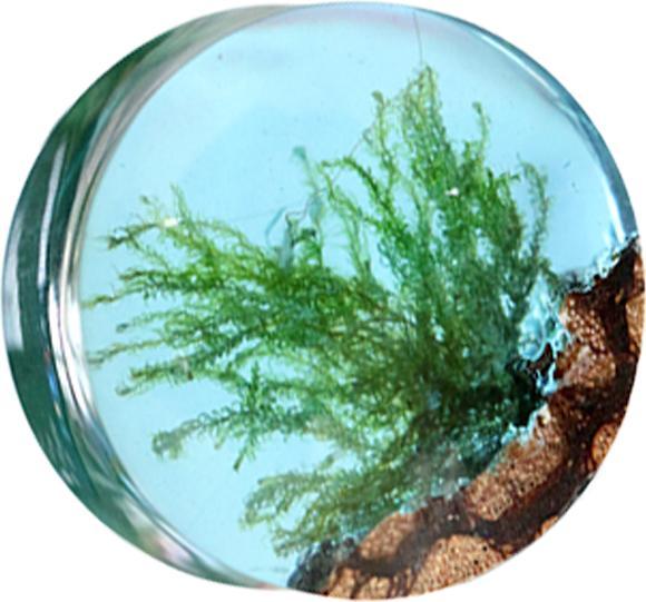 Actual product image Star Piercing Flared Plug Water Feather Epoxy Blue from Liana Wood (without brass, Organic)