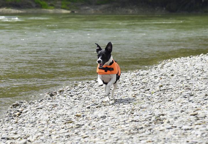 Produktbild Hunde-Schwimmweste (Hundeschwimmweste)