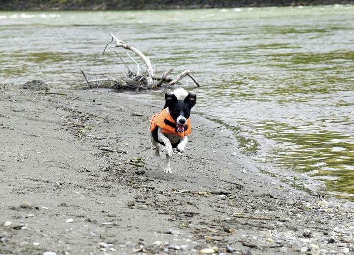 Produktbild Hunde-Schwimmweste (Hundeschwimmweste)