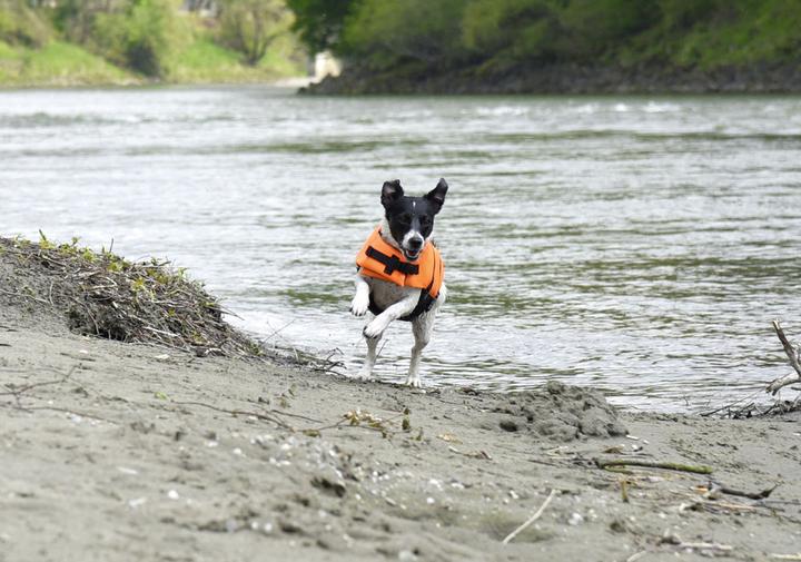 Produktbild Hunde-Schwimmweste (Hundeschwimmweste)