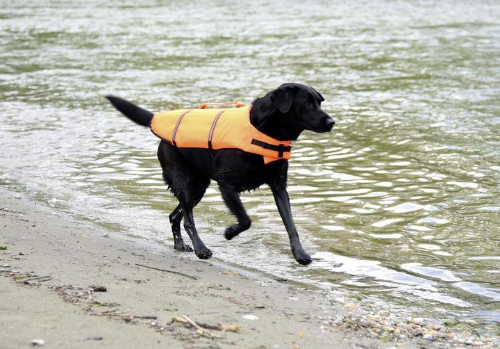 Produktbild Hunde-Schwimmweste (Hundeschwimmweste)