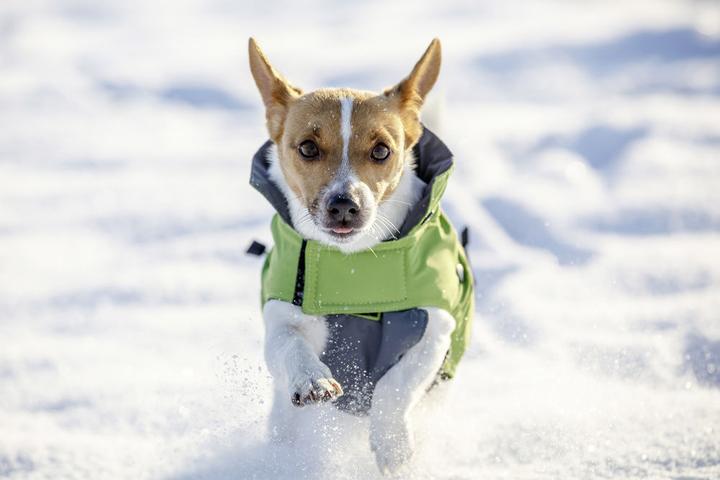 Image du produit Kerbl Extérieur Vancouver (S, Manteau pour chien)