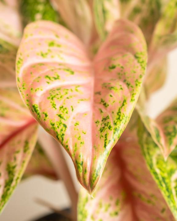 Actual product image feey Aglaonema Cocomelon (60 cm, Freshly repotted)