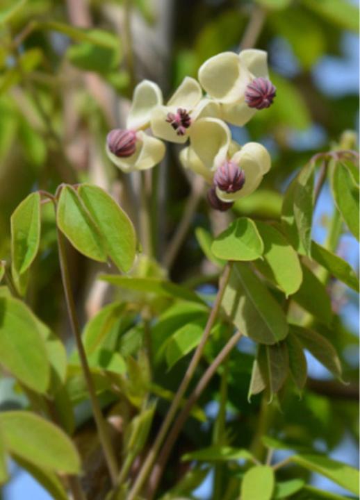 Produktbild Tropica Schokoladenwein (Akebia quinata) (Pflanzensamen)