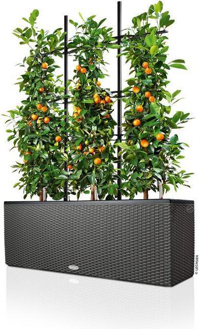 Lechuza Trio Cottage (42 cm)