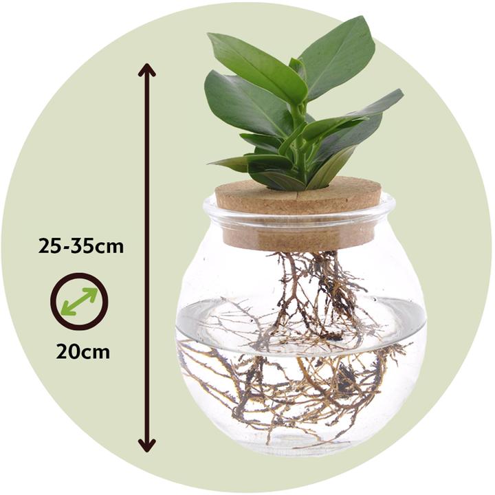 Produktbild Plant in a Box Clusia rosea Princess (35 cm)