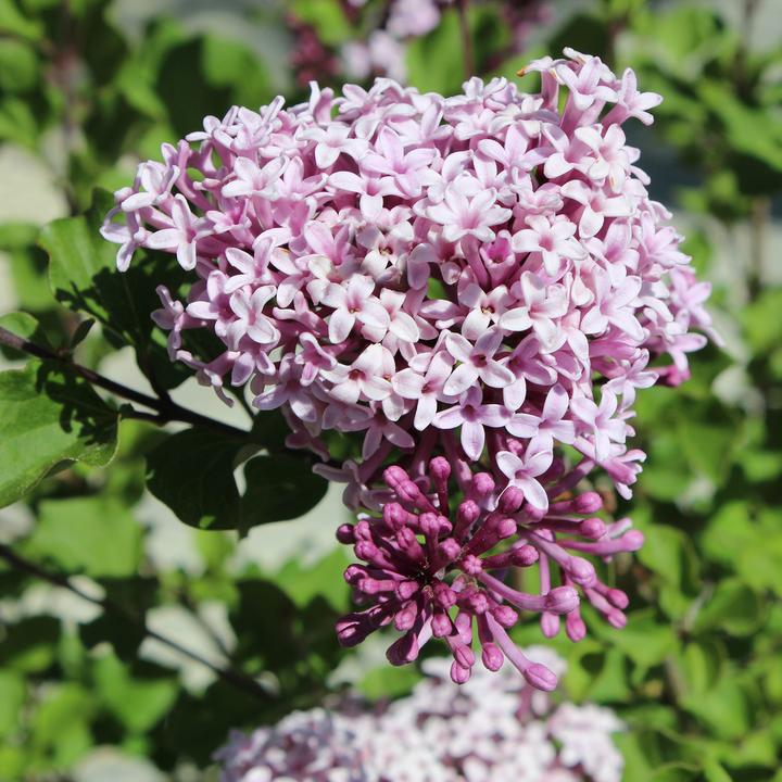 Image du produit Zulauf Zwerg-Flieder / Syringa meyeri 'Palibin' (50 cm)