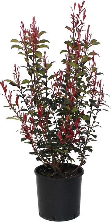 Produktbild Zulauf Glanzmispel / Photinia f. 'Robusta Compacta' (100 cm)
