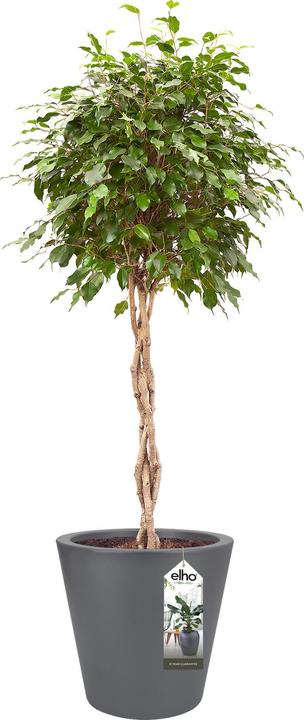 Produktbild Elho Pflanzkbel Pure straight round Kunststoff 65 H 68,5 cm anthrazit (64 cm)