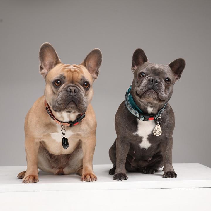 Image du produit Tickless Animaux sans poil (Chien, Chat)