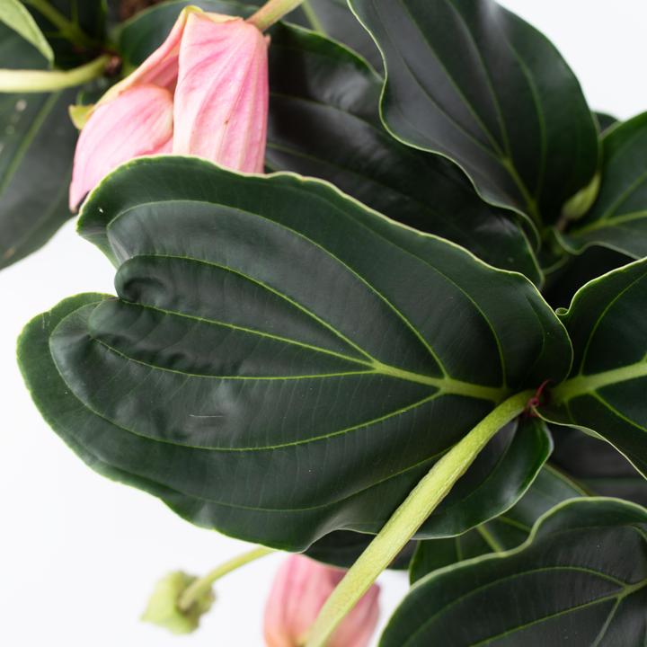 Produktbild Plant in a Box Medinilla Magnifica - Rosenmedinilla (40 cm)