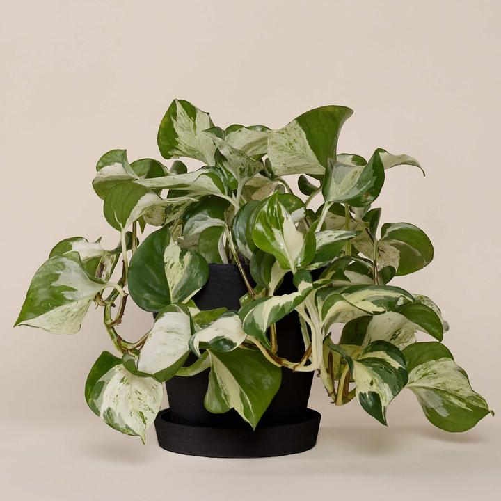 Mary and Plants Efeutute Happy Leaf HAY Schwarz (35 cm)
