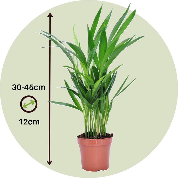 Immagine prodotto Plant in a Box Dypsis Lutescens - Set di 4 palme da frutta Areca Gold (30 cm)