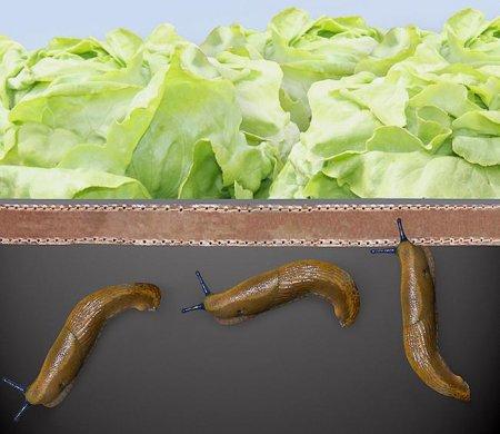 Produktbild Bellissa Schneckenzaun Kunststoff/Kupfer