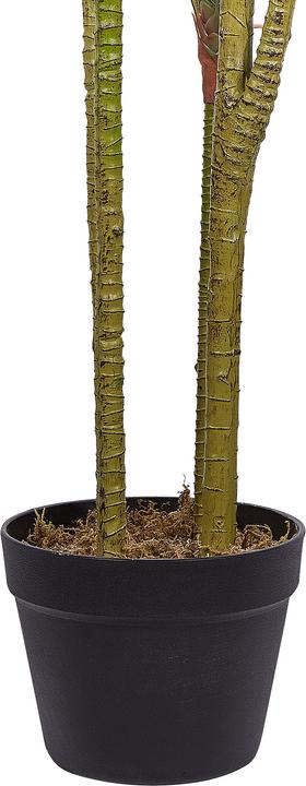 Actual product image Beliani Dracaena Anita (147 cm)