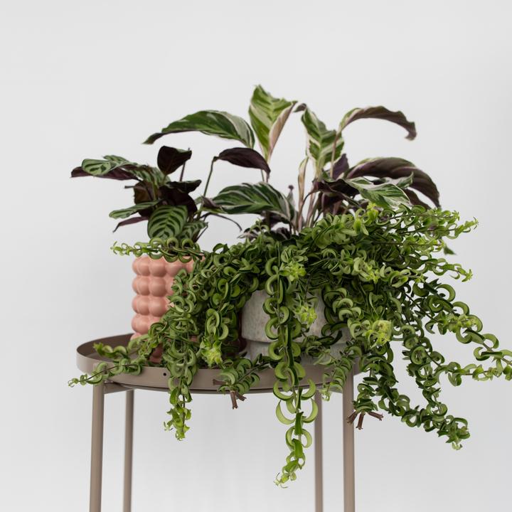 Immagine prodotto Plant in a Box Aeschynantus Twister - Set di 2 piante Twister (20 cm)