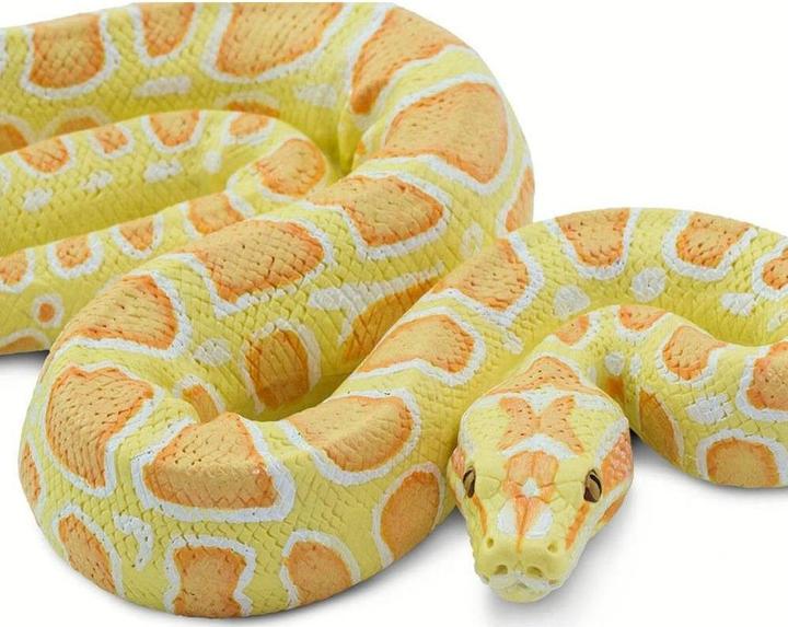 Actual product image Safari Burmese Albino Python