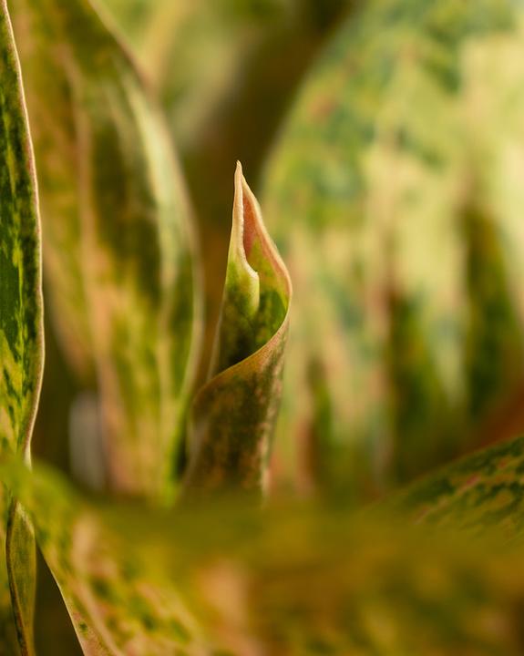 Immagine prodotto feey Aglaonema Painted Celebration (55 cm, Appena rinvasata)