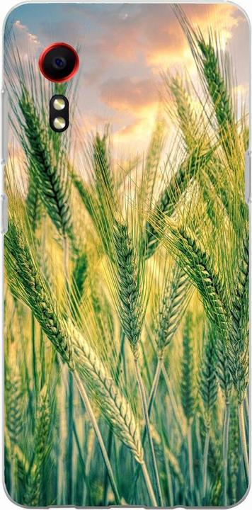 Cornfield