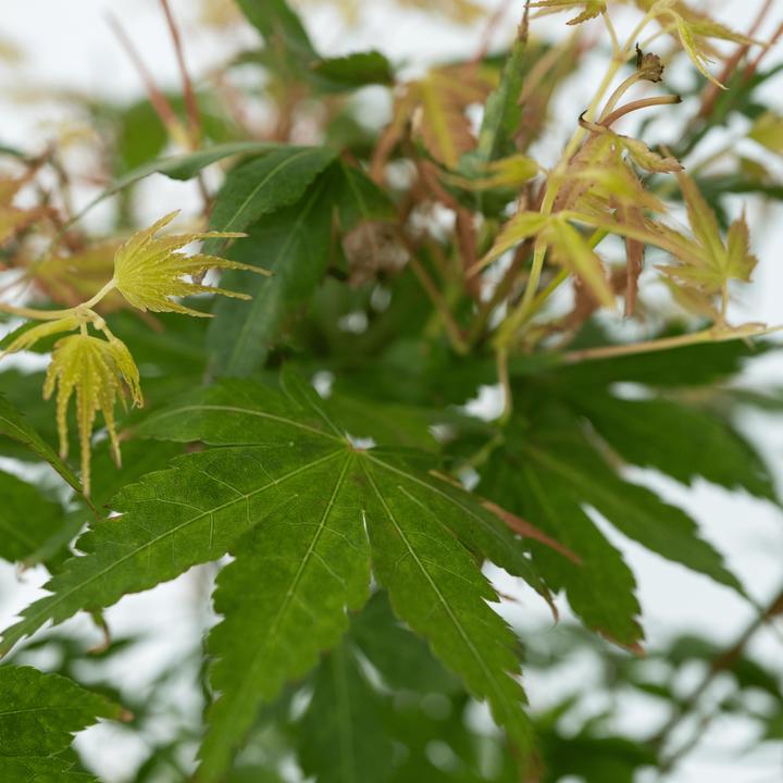 Produktbild Plant in a Box Acer palmatum 'Katsura' - Japanischer Ahorn (70 cm)