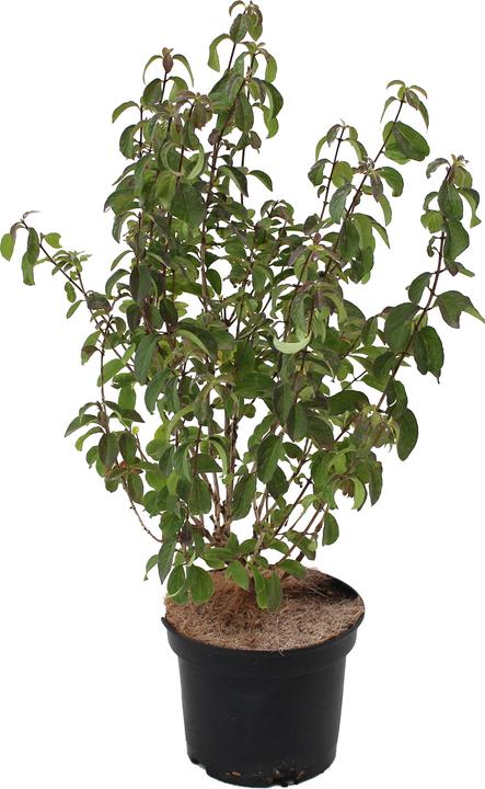 Image du produit Zulauf Chèvrefeuille des haies (50 cm)