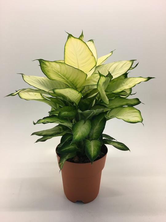 Produktbild Rutishauser Blumen Diffenbachia Summer Style (50 cm)