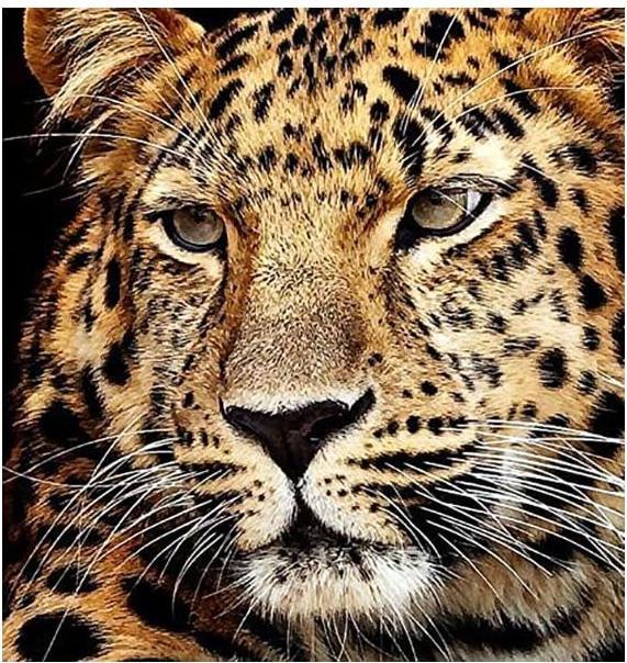 Actual product image Diamond Dotz Diamond Painting Jaguar Head