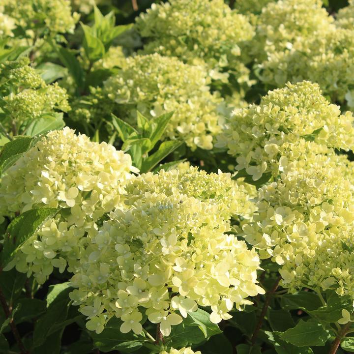 Produktbild Zulauf Zwerg-Rispen-Hortensie / Hydrangea pan. 'Little Lime' (30 cm)