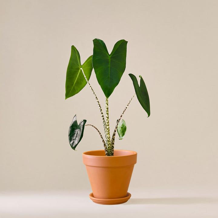 Produktbild Mary and Plants Alocasia Zebrina mit Terrakotta Topf (55 cm)