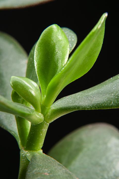 Immagine prodotto Plant in a Box Crassula ovata Minor - Pianta di giada (45 cm)
