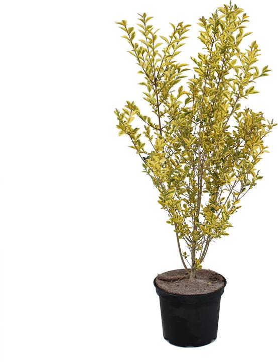 Produktbild Zulauf Ovalblättriger Liguster / Ligustrum ovalifolium 'Aureum' (80 cm)