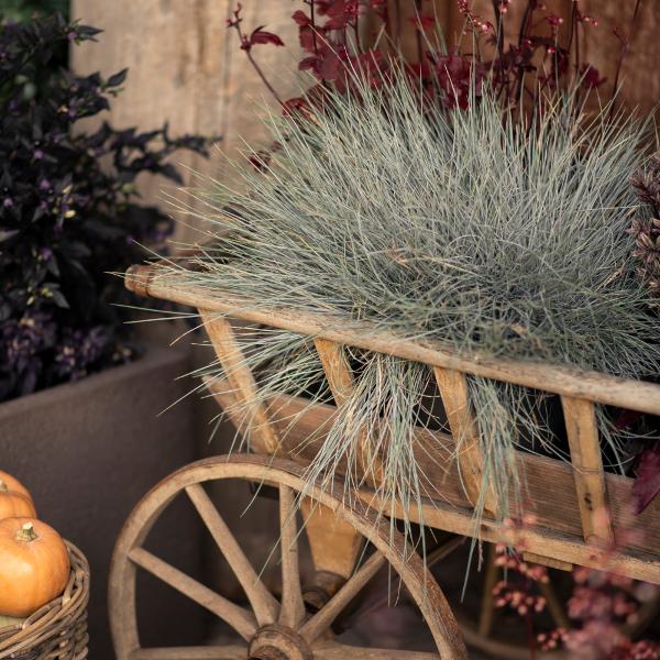 Produktbild Säntispracht Der Blauschwingel, ein eisblauer Akzent - Festuca cinerea 'Azurit' (40 cm)