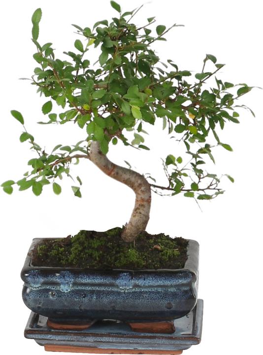Produktbild Plant in a Box Zelkova serrata - Bonsaibaume (20 cm)
