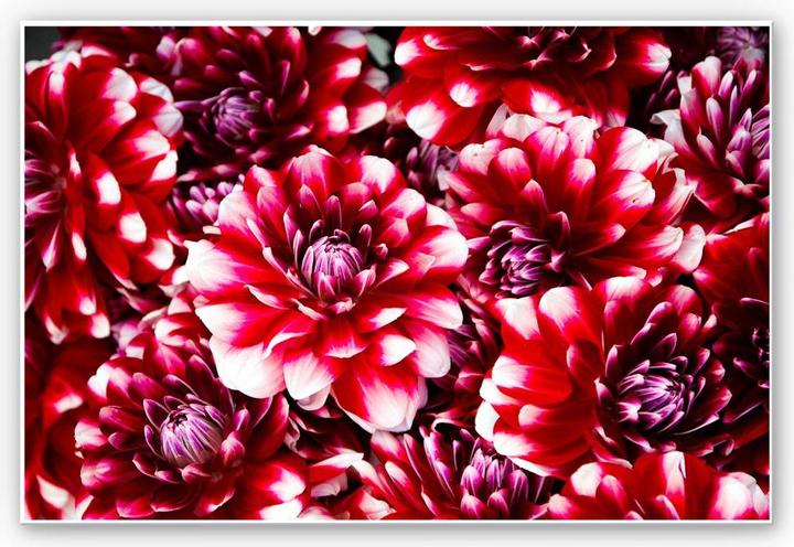 Actual product image Trenddeko Red blossoms (60 x 40 cm)