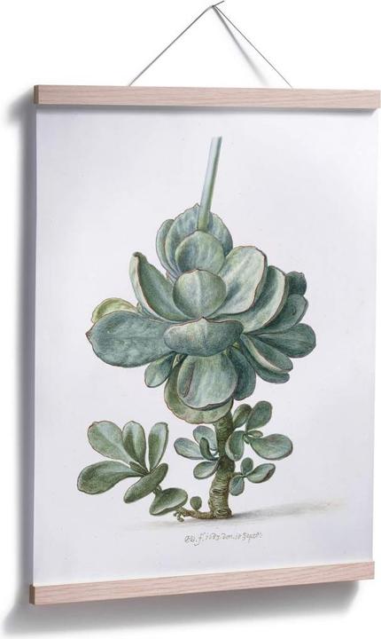 Produktbild Trenddeko Sukkulente (120 x 150 cm)