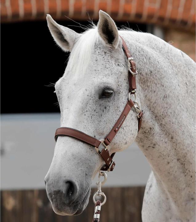 Premier Equine Cavezza per cavalli semplice