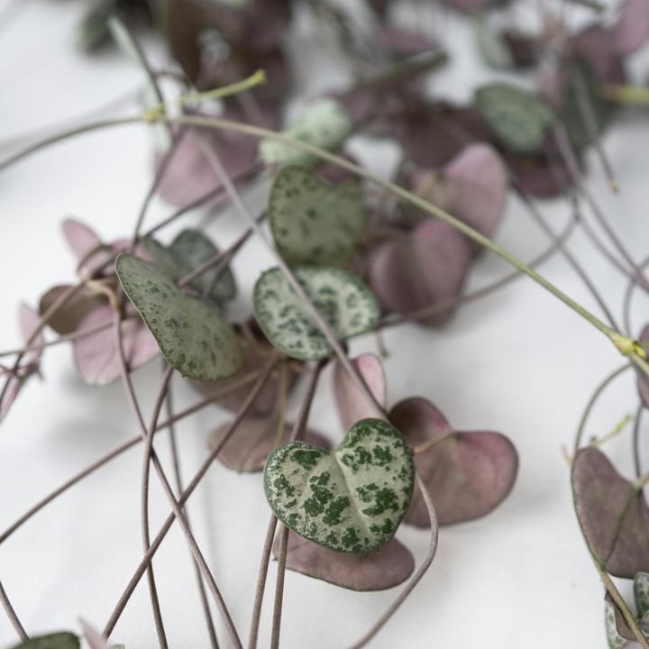 Immagine prodotto Plant in a Box Ceropegia linearis Woodii - foglia del cuore a catena affondante (30 cm)