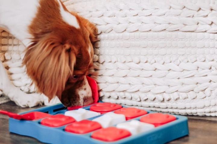 Actual product image Nina Ottosson dog brick (Intelligence toy dog)