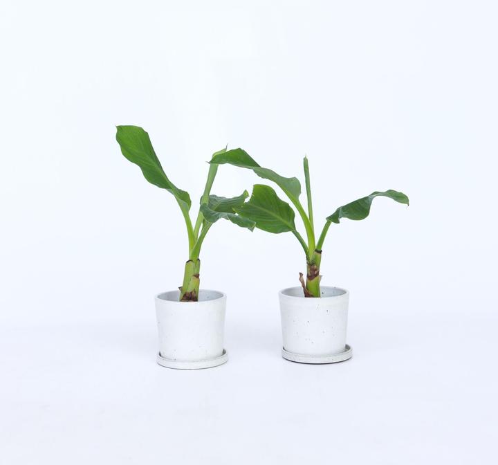 Produktbild Plant in a Box Musella lasiocarpa - (25 cm)