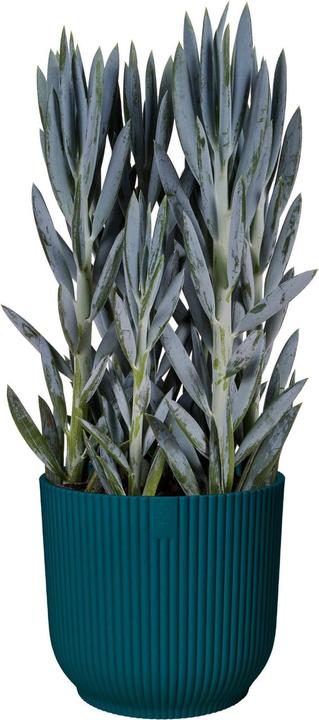 Immagine prodotto Elho Vibes Fold (18.35 cm)