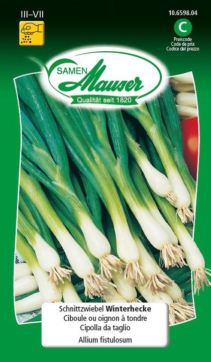 Image du produit Samen Mauser Couper la haie d'hiver des oignons (Plante bulbeuse)