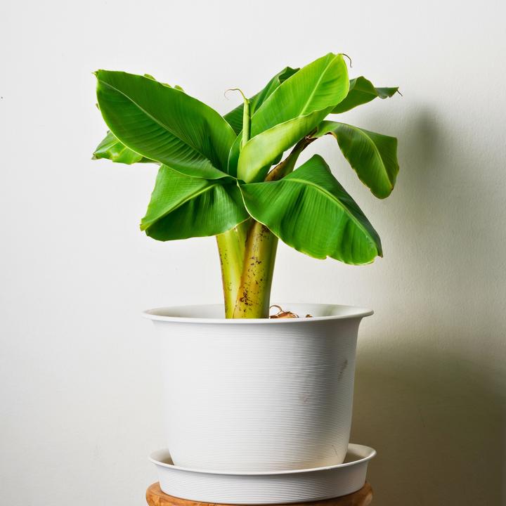 Immagine prodotto Plant in a Box Musa Basjoo - (25 cm)