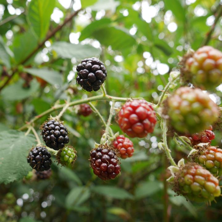Image du produit Plant in a Box Rubus fruticosus Thornfree - Lot de 4 plants de ronces (50 cm)