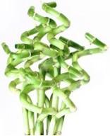 Produktbild Myflower Lucky Bamboo (Schnittblumen)