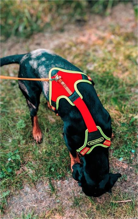 Produktbild Niggeloh Hundeführgeschirr Follow Trail (M, Hund, Hundesport)