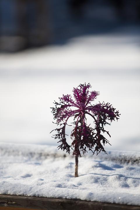 Produktbild Frisches Gemüse im Winter ernten (Deutsch, Wolfgang Palme, 2024)
