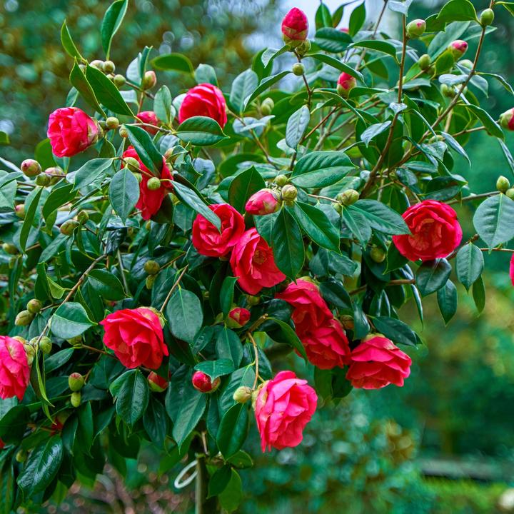 Image du produit Plant in a Box Camellia japonica Dr. King - Camélia japonais (60 cm)