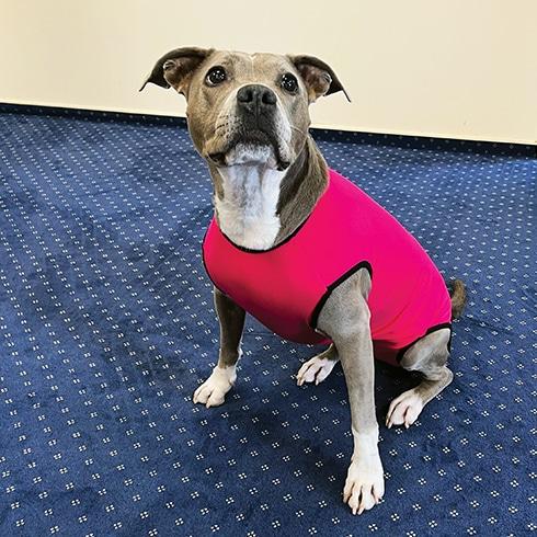 Image du produit PerAnimal Body pour chien Femme (2, Manteau pour chien)