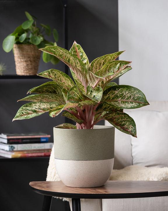 Immagine prodotto feey Aglaonema Painted Celebration (55 cm, Appena rinvasata)
