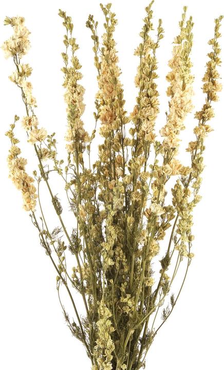 Immagine prodotto Geschenkkörbe CH Delphinium, fiori secchi Delphinium, bianco naturale (Fiori secchi)
